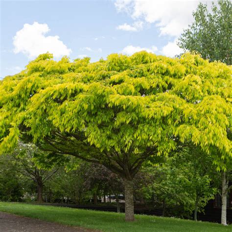 kiwi sunset zelkova|Zelkova serrata ‘Kiwi Sunset’